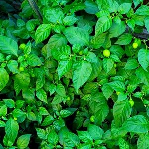 Meet your Posher, Glenroy